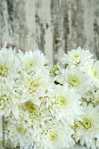 White chrysanthemum flowers close up. Texture of white chrysanthemum petals. © Olena