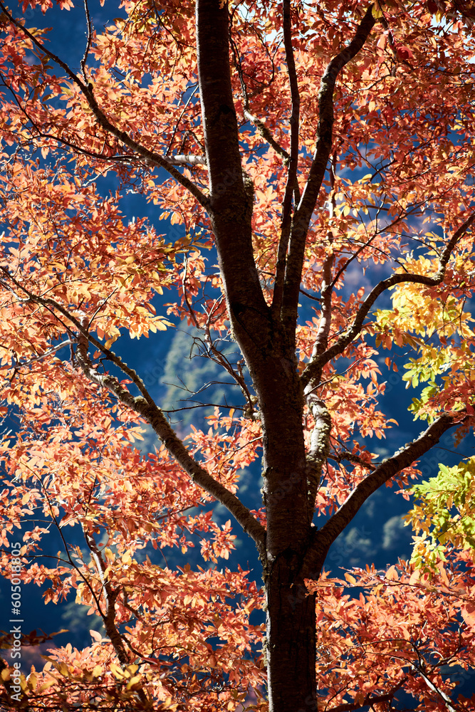A tree with red leaves, a blue lake in the background, and a forest with autumn colors.