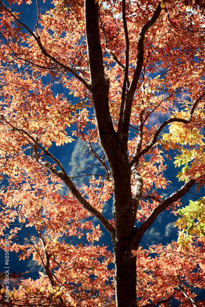 A tree with red leaves, a blue lake in the background, and a forest with autumn colors. A tree with red leaves, a blue lake in the background, and a forest with autumn colors.