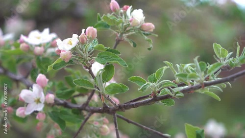 Blossoming branch of an apple tree. Drops of dew or rain on blossoming buds of an apple tree branch.