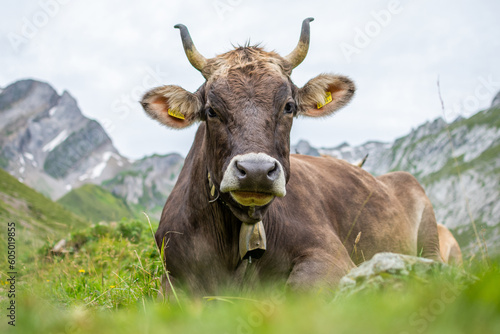 Appenzeller Kuh im Alpstein (Schweiz) © Adrian Fässler