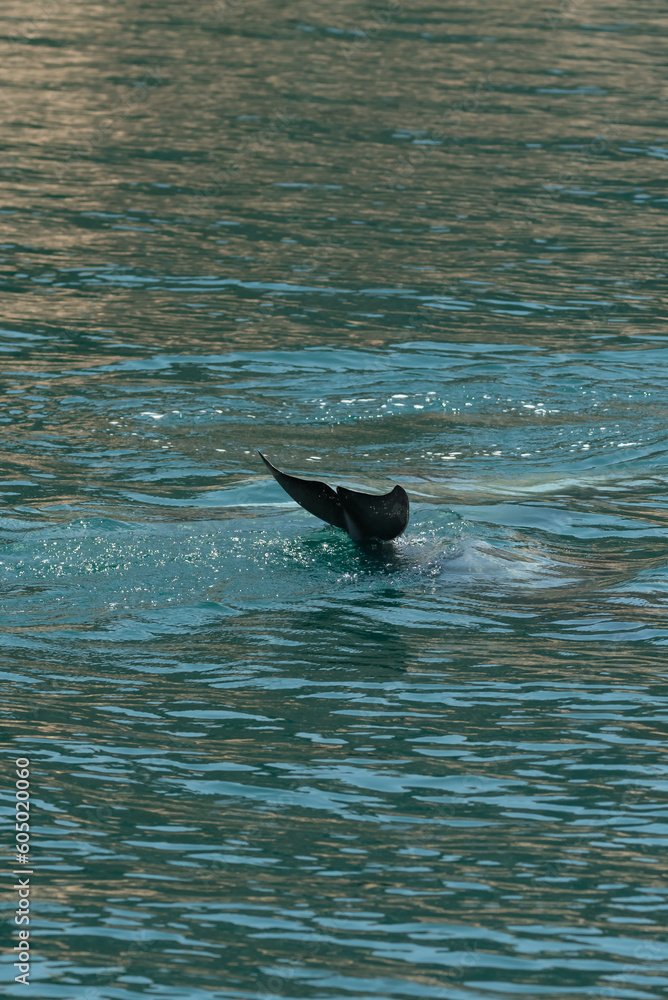 Fototapeta premium A Dolphin Swimming in the Oman Gulf