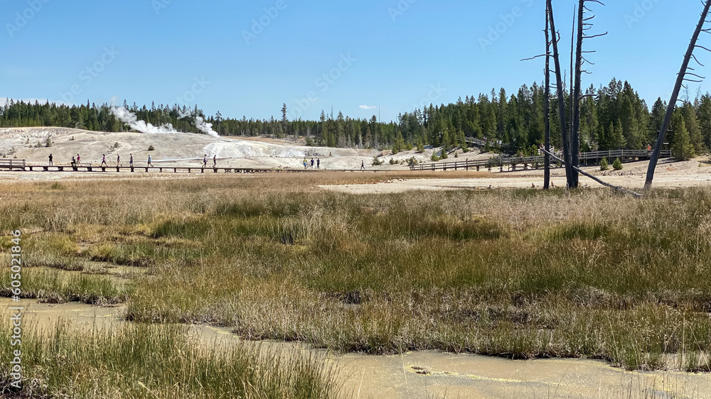 Fototapeta premium Norris Geyser Basin in Yellowstone National Park