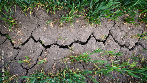 Obraz na płótnie Strong deep crack in a dry agricultural crop field surrounded by young green plants