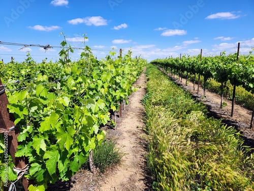 Vineyard with young green grape plants in springtime