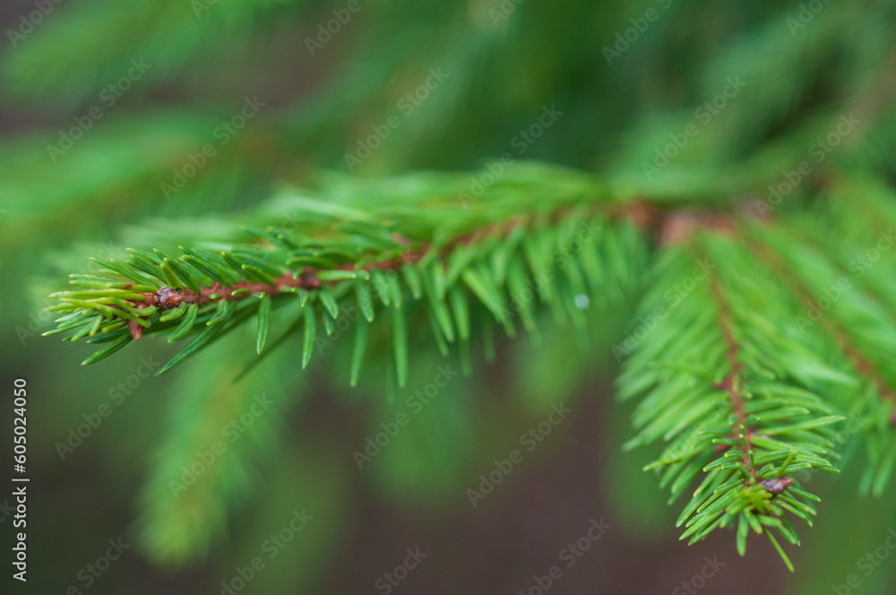 Branches of a green spruce in close-up Branches of a green spruce in close-up