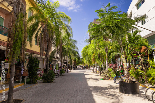 Palm Trees in Street