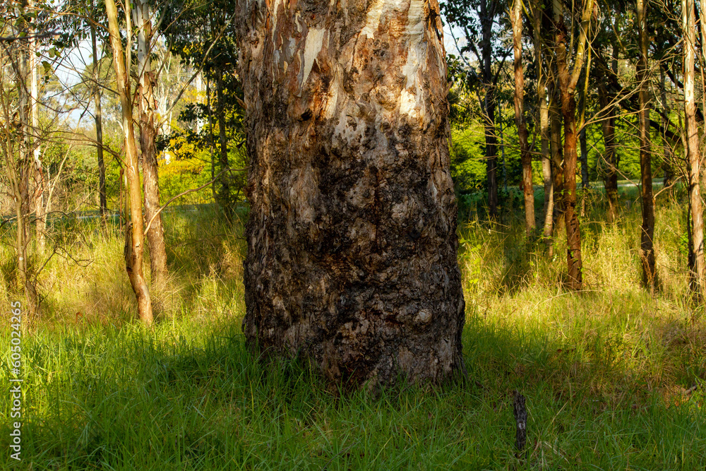 Fototapeta premium Trees at a park