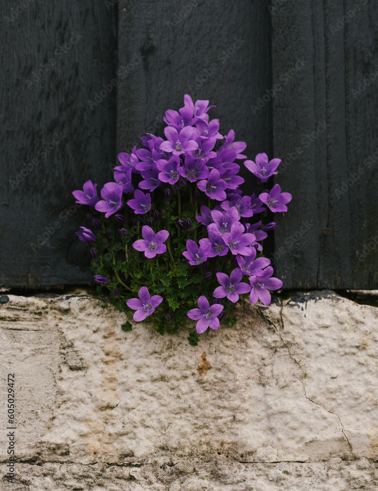 Fototapeta premium flowers on a wall