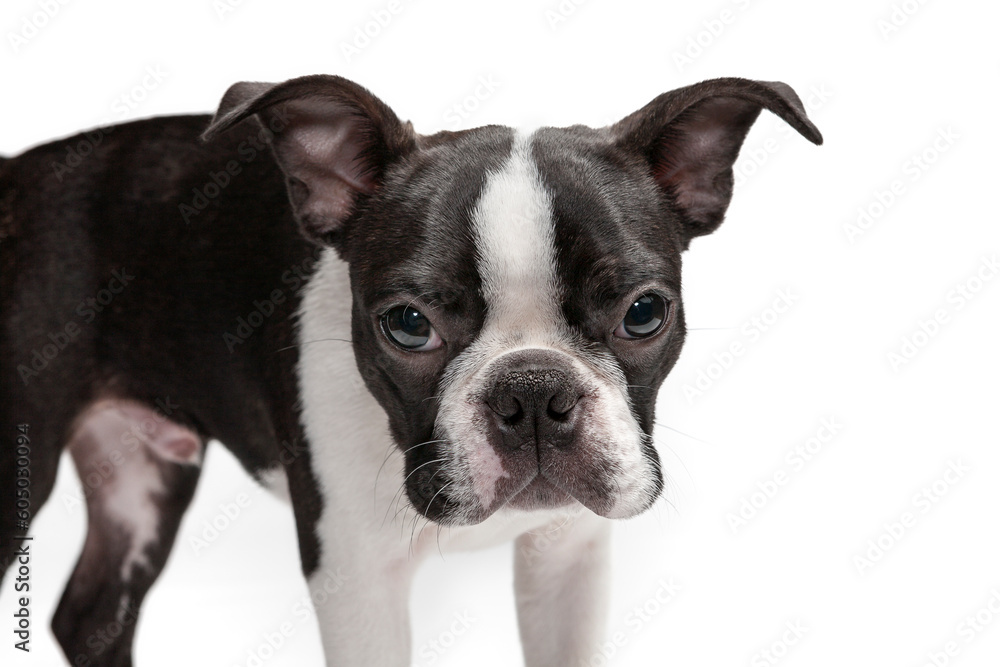 Funny head portrait of Boston Terrier, puppy 4 month old, standing in front of white background.  Cut and adorable Boston Terrier purebred puppy, studio, standing, white background.