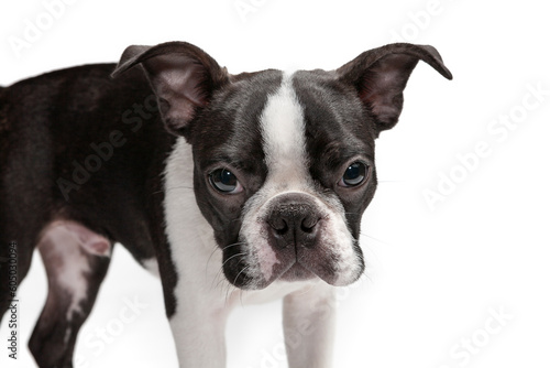 Funny head portrait of Boston Terrier, puppy 4 month old, standing in front of white background.  Cut and adorable Boston Terrier purebred puppy, studio, standing, white background. © π-r