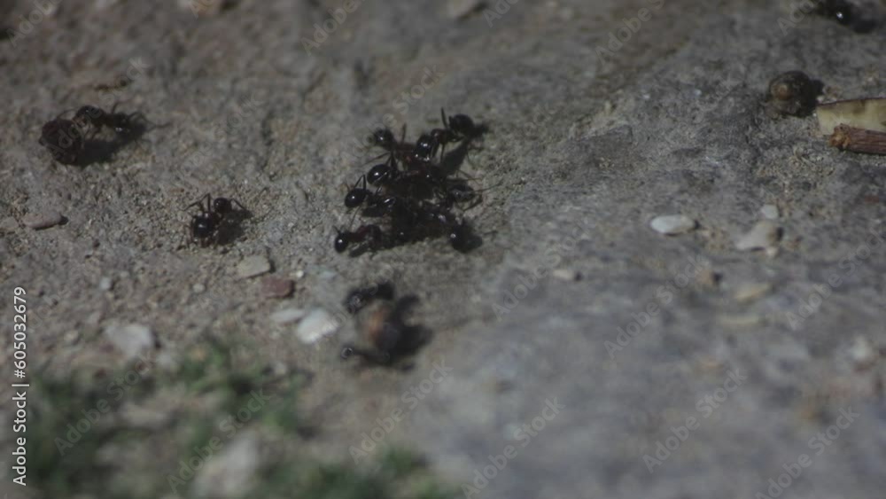 Close up macro view of black ants hill working on ground nest, animal insect wildlife Close up macro view of black ants hill working on ground nest, animal insect wildlife