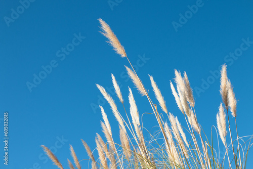 Pampa Grass  Cortaderia selloana  with a clear blue sky background