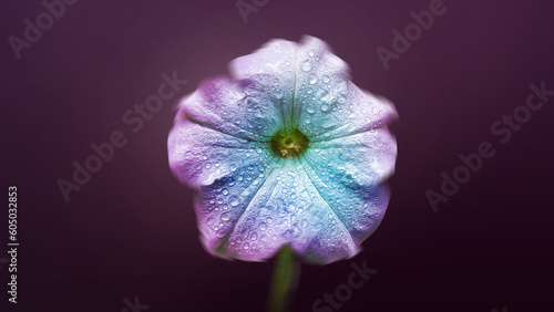 Flower with Water Droplets on Solid Background  Floral Art Background