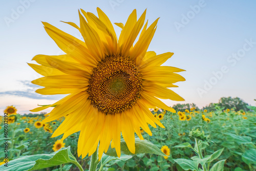 field of sunflowers yellow and green colors and blue sky