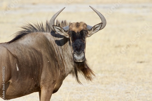 Wildebeest portrait  Moremi game reserve  Botswana 