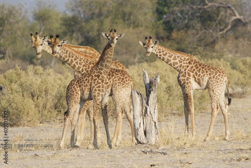 Group of giraffes in the savannah, Moremi game reserve, Botswana 