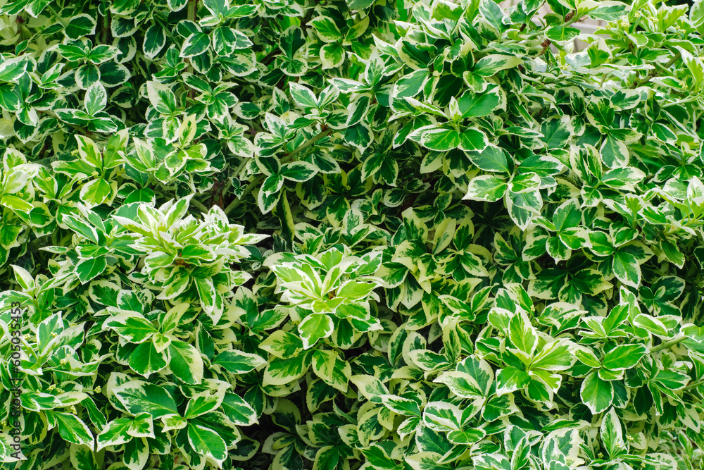 decorative shrub with white-green leaves growing on the ground in the garden decorative shrub with white-green leaves growing on the ground in the garden