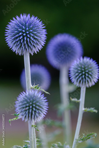 Ball thistle veitchs blue in a garden closeup.