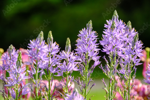 Camassia leichtinii closeup, beautiful blooming camassia or wild hyacinth in the garden in spring. photo