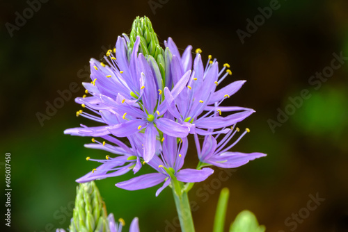 Camassia leichtinii closeup, beautiful blooming camassia or wild hyacinth in the garden in spring.