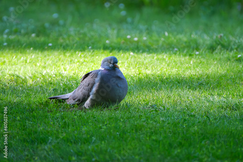 Big gray dove, pigeon, on green grass in a park. © Elena Krivorotova
