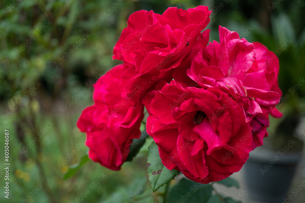 Beautiful colorful Rose in front of the leaves Beautiful colorful Rose in front of the leaves