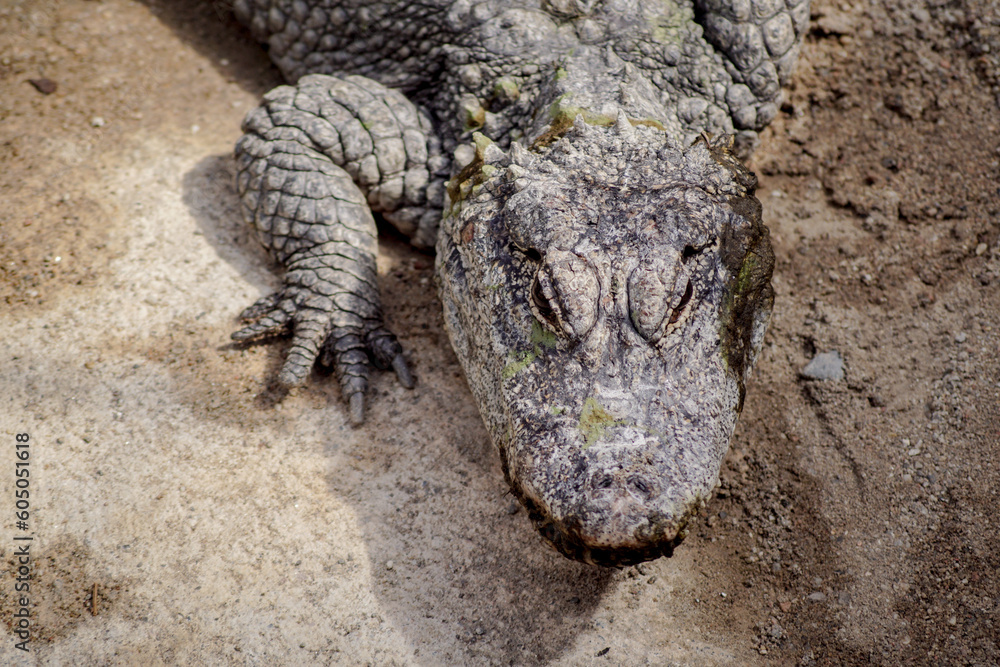 Fototapeta premium close up of an alligator