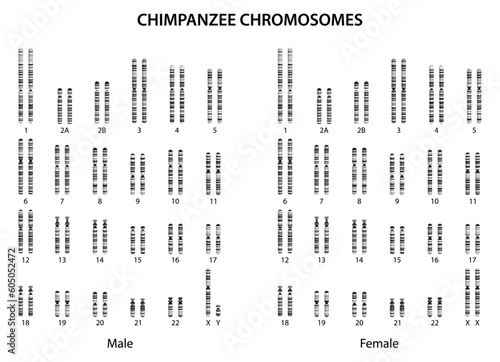 Chimpanzee chromosomes (chimpanzee karyotype).