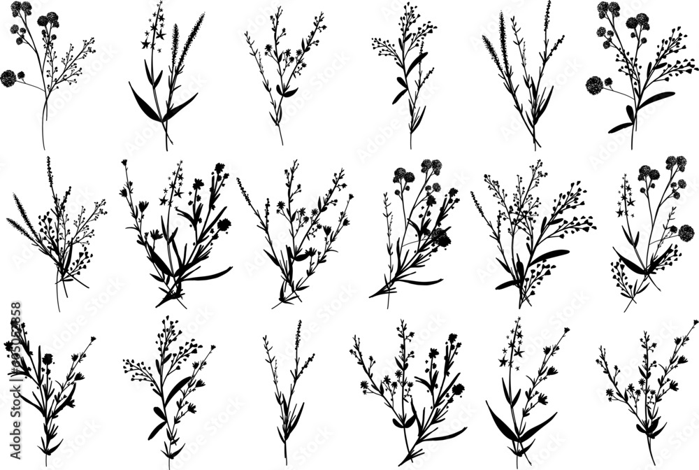 Big set silhouettes botanic blossom floral elements. Branches, leaves, herbs, wild plants, flowers. Garden, meadow, feild collection leaf, foliage. Vector illustration isolated on white background