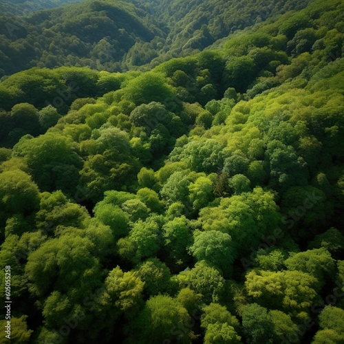 Enchanting Greens: Breathtaking Shots of Forest Landscapes