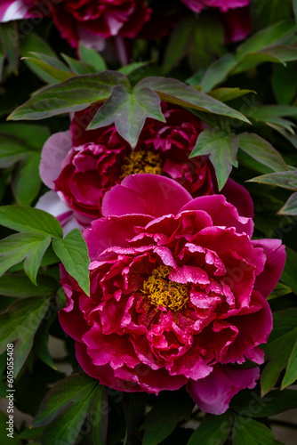 blooming peonies