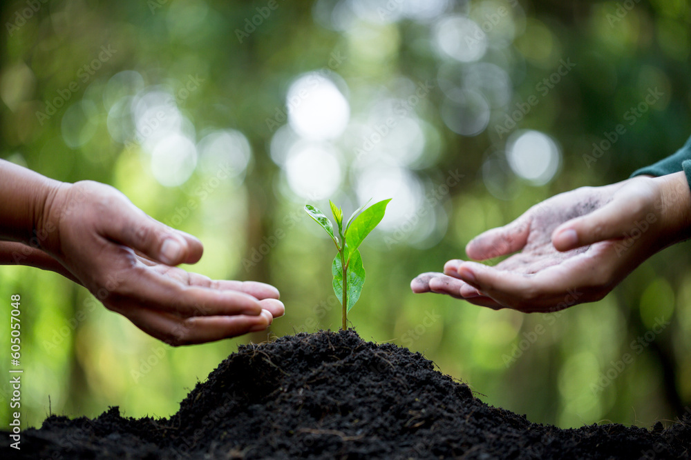 Idea of planting trees on world environment day. Hands of were planting seedling on soil. Bokeh green background female hand holding tree on nature field grass forest conservation concept. - obrazy, fototapety, plakaty 