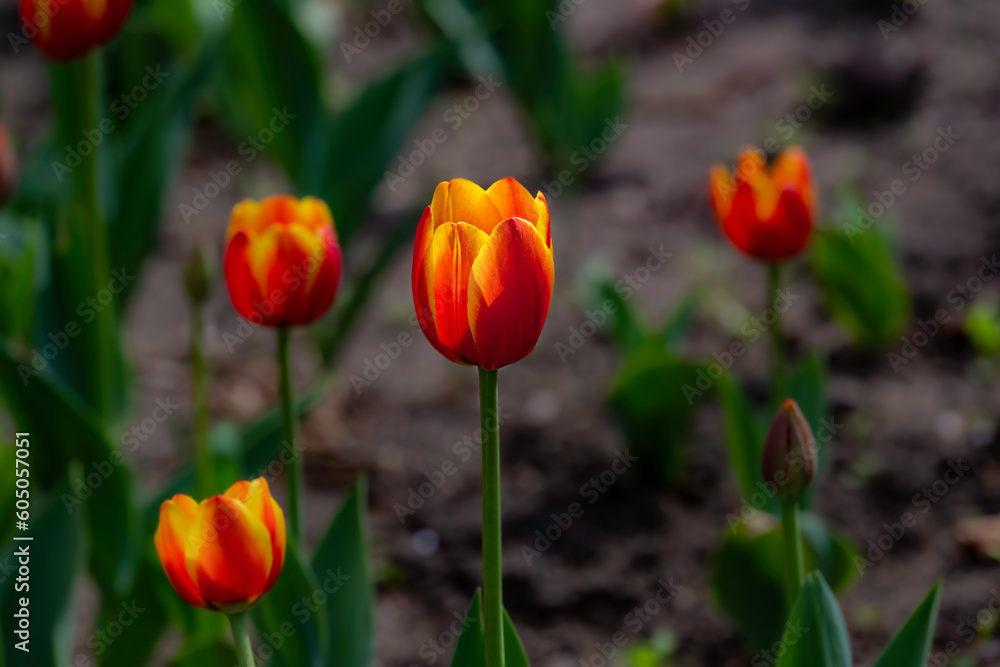 blooming tulip flowers