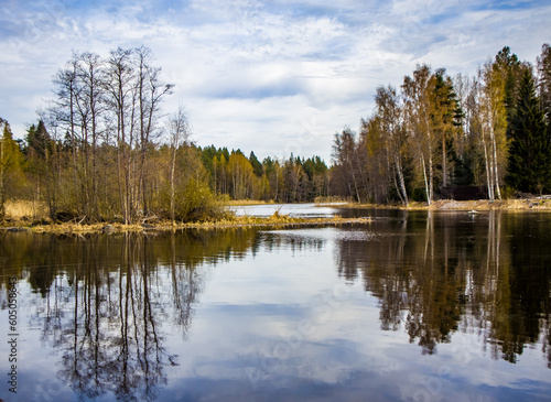 lake in the forest