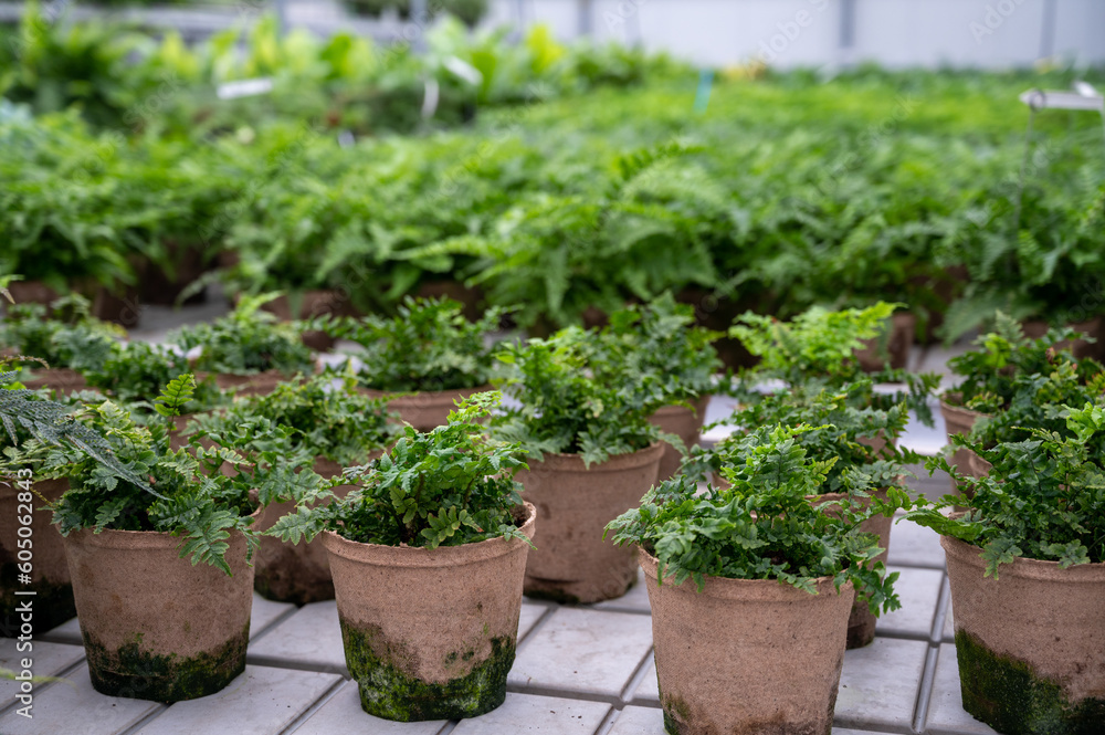 Cultivation of differenent indoor fern plants in glasshouse in Westland, North Holland, Netherlands. Flora industry, Cultivation of differenent indoor fern plants in glasshouse in Westland, North Holland, Netherlands. Flora industry,