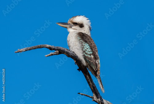 Bilde på lerret Blue winged kookaburra in outback Queensland, Australia.