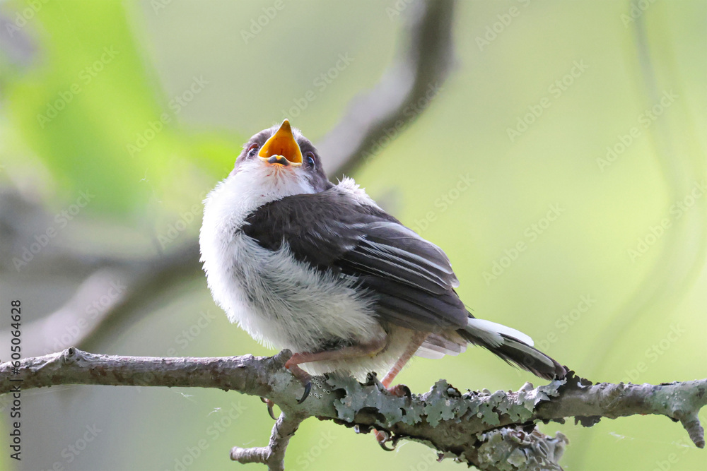 Obraz premium シマエナガのひな