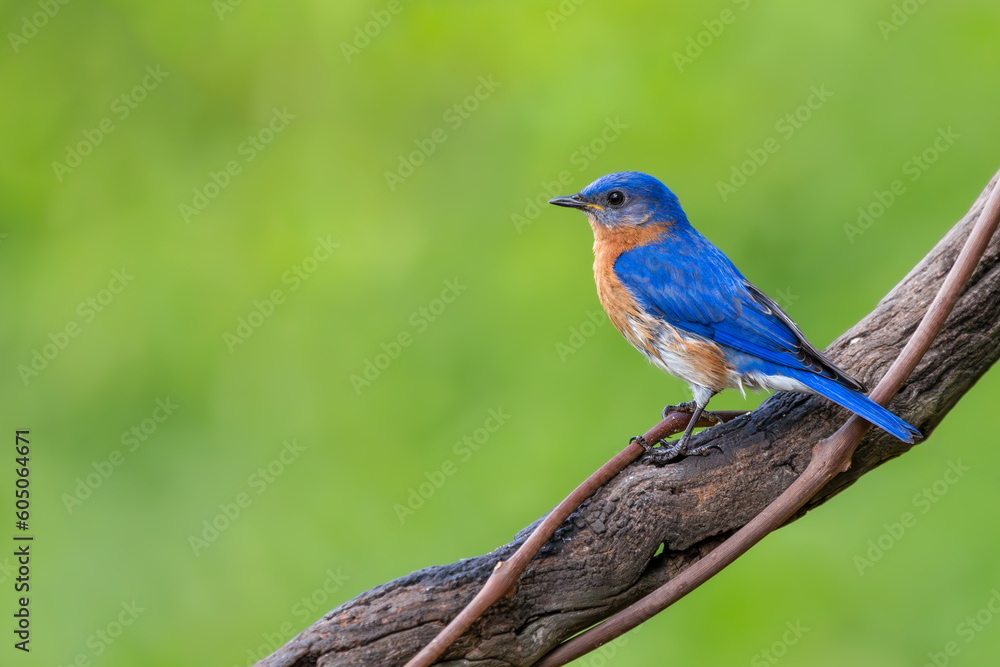 Eastern bluebird 
