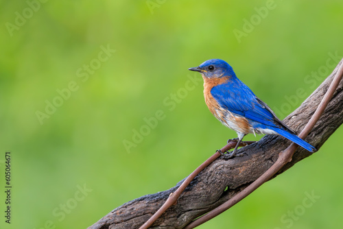 Eastern bluebird  © Gordon