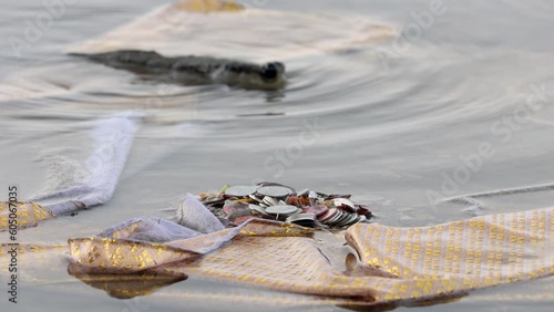 A pile of coins on the seabed by the coast with a stopped mudskipper in the background. A Relics of the Buddhist funeral ritual with fauna of sea, Bangkok, Thailand. photo