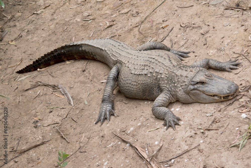 Alligators have a long, rounded snout that has upward facing nostrils at the end. Alligators have a long, rounded snout that has upward facing nostrils at the end. Alligators have a long, rounded snout that has upward facing nostrils at the end. Alligators have a long, rounded snout that has upward facing nostrils at the end.