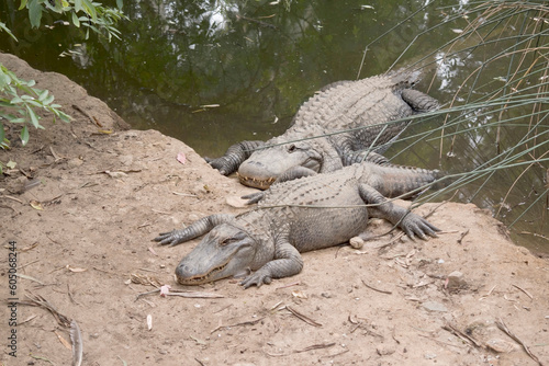 Alligators have a long  rounded snout that has upward facing nostrils at the end. Alligators have a long  rounded snout that has upward facing nostrils at the end.