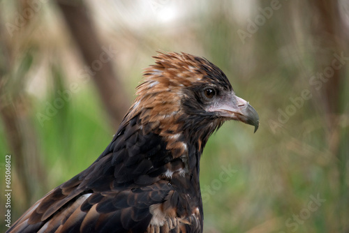 this is a side view of a black breasted buzzard