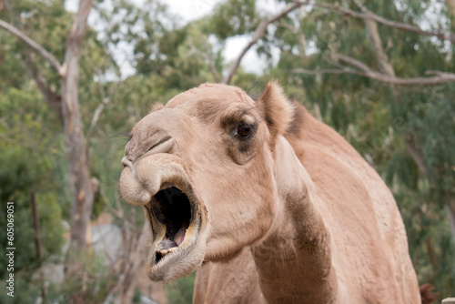 Camels are mammals with brown eyes, long lashes, a big-lipped snout and a humped back.