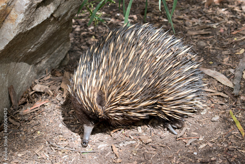 the echidna is walking around looking for ants to eat