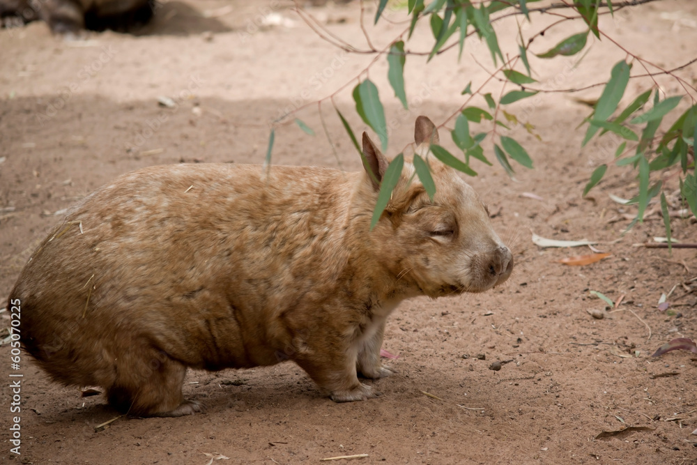 The hairy-nosed wombats have softer fur, longer and more pointed ears and a broader muzzle fringed with fine whiskers then common wombats. The hairy-nosed wombats have softer fur, longer and more pointed ears and a broader muzzle fringed with fine whiskers then common wombats.