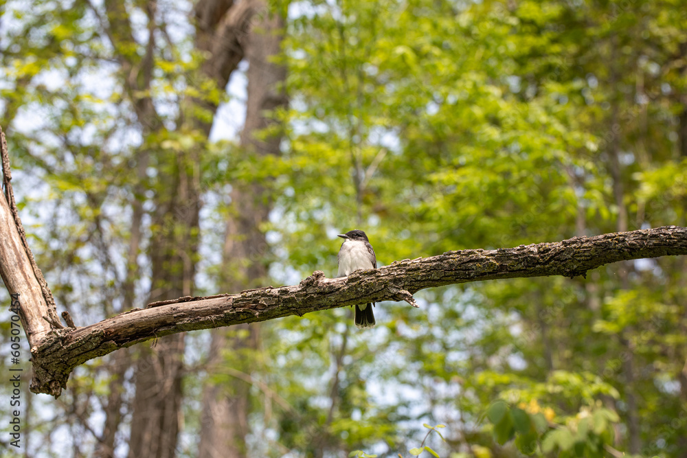 bird on a branch bird on a branch
