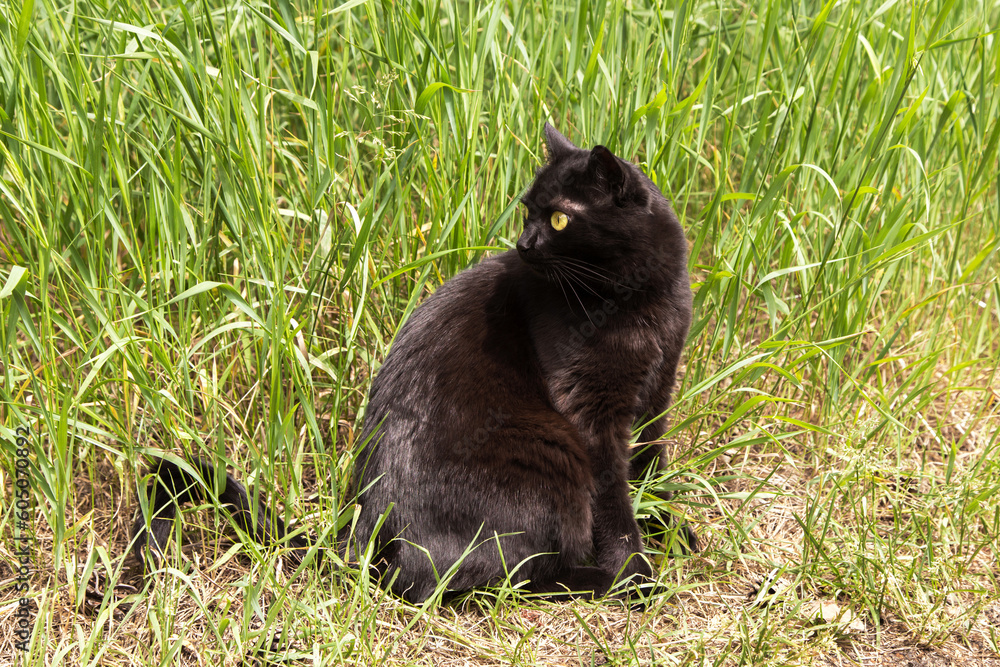 Bombay black cat in profile with yellow eyes outdoors in garden in green grass and plants in nature