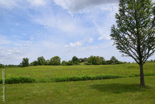 field and blue sky meadow